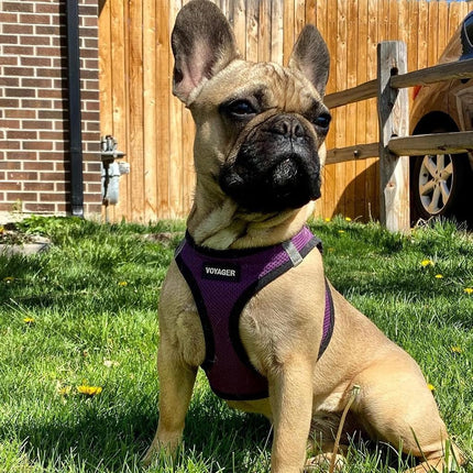 Voyager Step-in Air All Weather Mesh Harness and Reflective Dog 5 ft Leash Combo with Neoprene Handle, for Small, Medium and Large Breed Puppies by Best Pet Supplies - Purple/Black Trim, X-Small