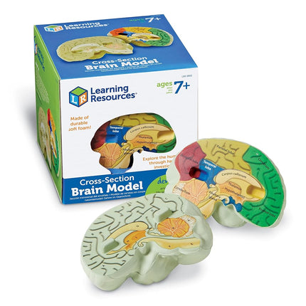Learning Resources Cross-section Brain Model - 2 P