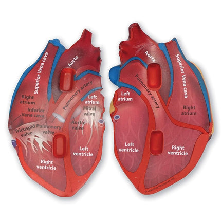 Learning Resources Soft Foam Cross-Section Human Heart Model