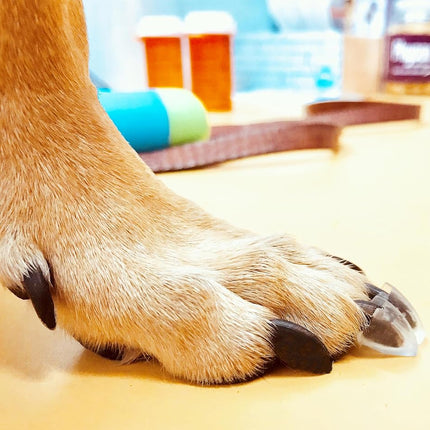 Dr. McHenry's Dog Toe Treads, Set of 20 w/Adhesive