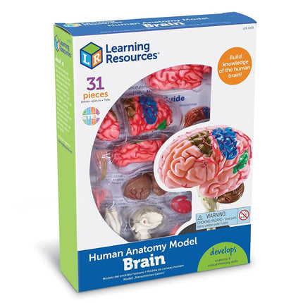 Maquette de cerveau Learning Resources