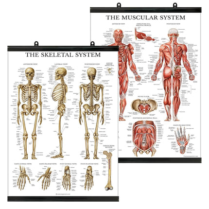 Palace Learning Muscular & Skeletal System Anatomi