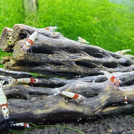 Natural Cholla Wood for Aquarium Decoration Shrimp and Fish Tank (4 Inch (5 Pack))