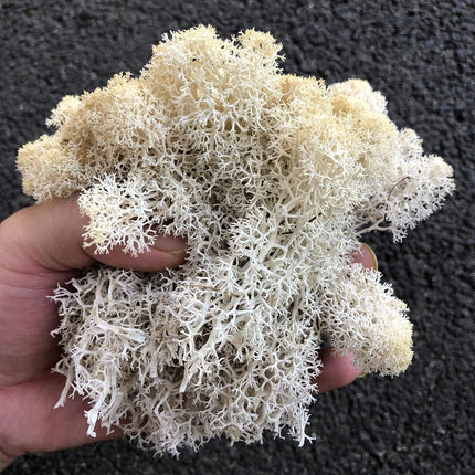 prefleur Preserved Reindeer Craft Moss Natural Green DIY Kit Gardenning Art Wall Florist Easter Table Decor Wedding(0.85lb) (White-01)