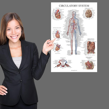 20 Pack - Anatomical Posters - Laminated - Muscular, Skeletal, Digestive, Respiratory, Circulatory, Endocrine, Lymphatic, Male & Female, Nervous, Spinal Nerves, Anatomy Charts - 18" x 27"