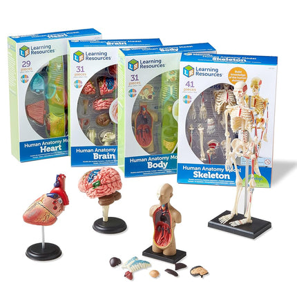 Learning Resources Anatomy Models Bundle, Ages 8+, Human Body, Brain, Heart, Skeleton, Miniature Models for Classroom Learning, Hands-on Science, 132 Pieces