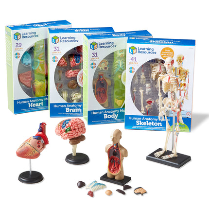Learning Resources Anatomy Models Bundle, Ages 8+,