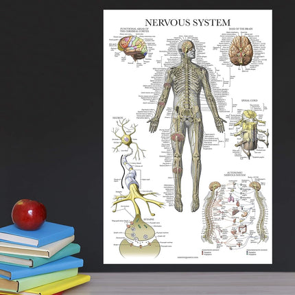 20 Pack - Anatomical Posters - Laminated - Muscular, Skeletal, Digestive, Respiratory, Circulatory, Endocrine, Lymphatic, Male & Female, Nervous, Spinal Nerves, Anatomy Charts - 18" x 27"
