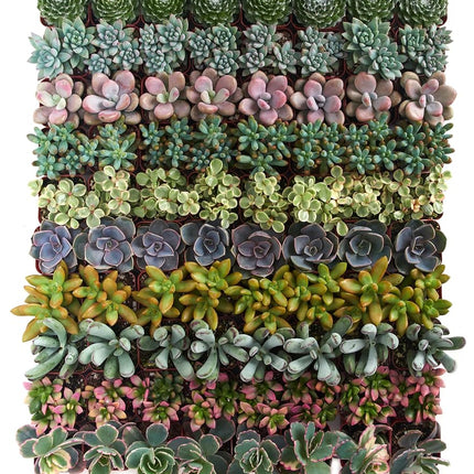 Shop Succulents Assorted Succulent Plant Pack Bulk Collection, Live Mini Succulent Plants, Easy Care, Indoor Plants, Wedding and Party Favors, Gift & Garden, Pack of 32