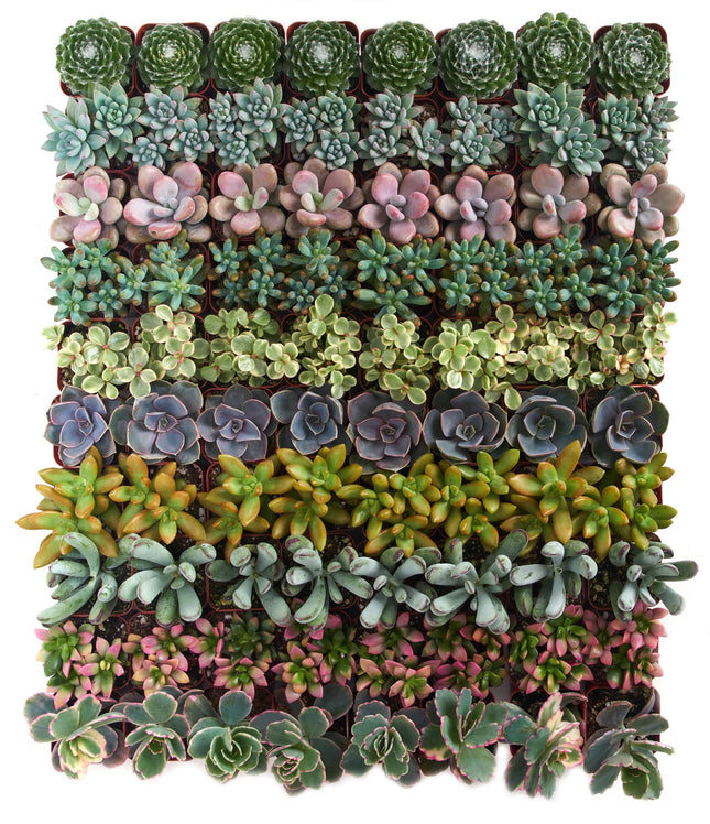 Shop Succulents Assorted Succulent Plant Pack Bulk