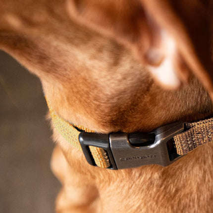 Carhartt Unisex's Dog Collar, Black, L