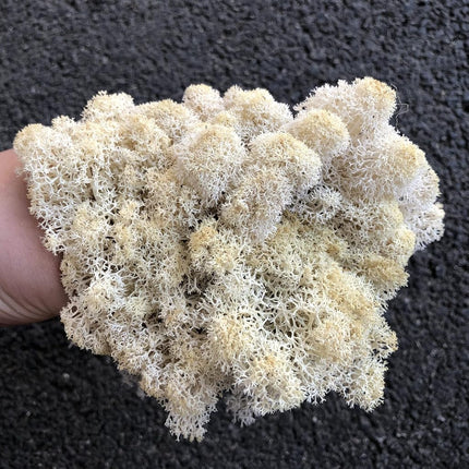 prefleur Preserved Reindeer Craft Moss Natural Green DIY Kit Gardenning Art Wall Florist Easter Table Decor Wedding(0.85lb) (White-01)