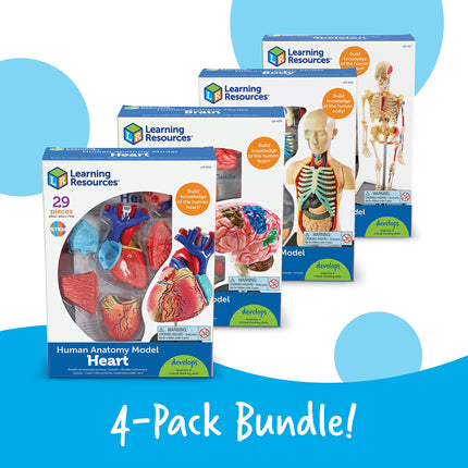 Learning Resources Anatomy Models Bundle, Ages 8+, Human Body, Brain, Heart, Skeleton, Miniature Models for Classroom Learning, Hands-on Science, 132 Pieces