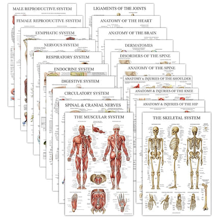 20 Pack - Anatomical Posters - Laminated - Muscula