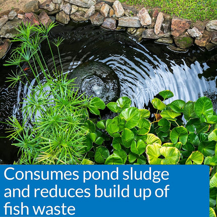 API Pond-Zyme Sludge Destroyer with Barley for Ponds, 454g Container